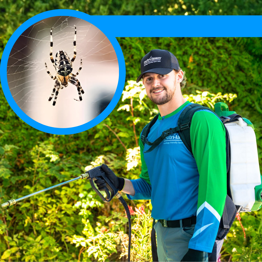 Spider Control 2-Visit