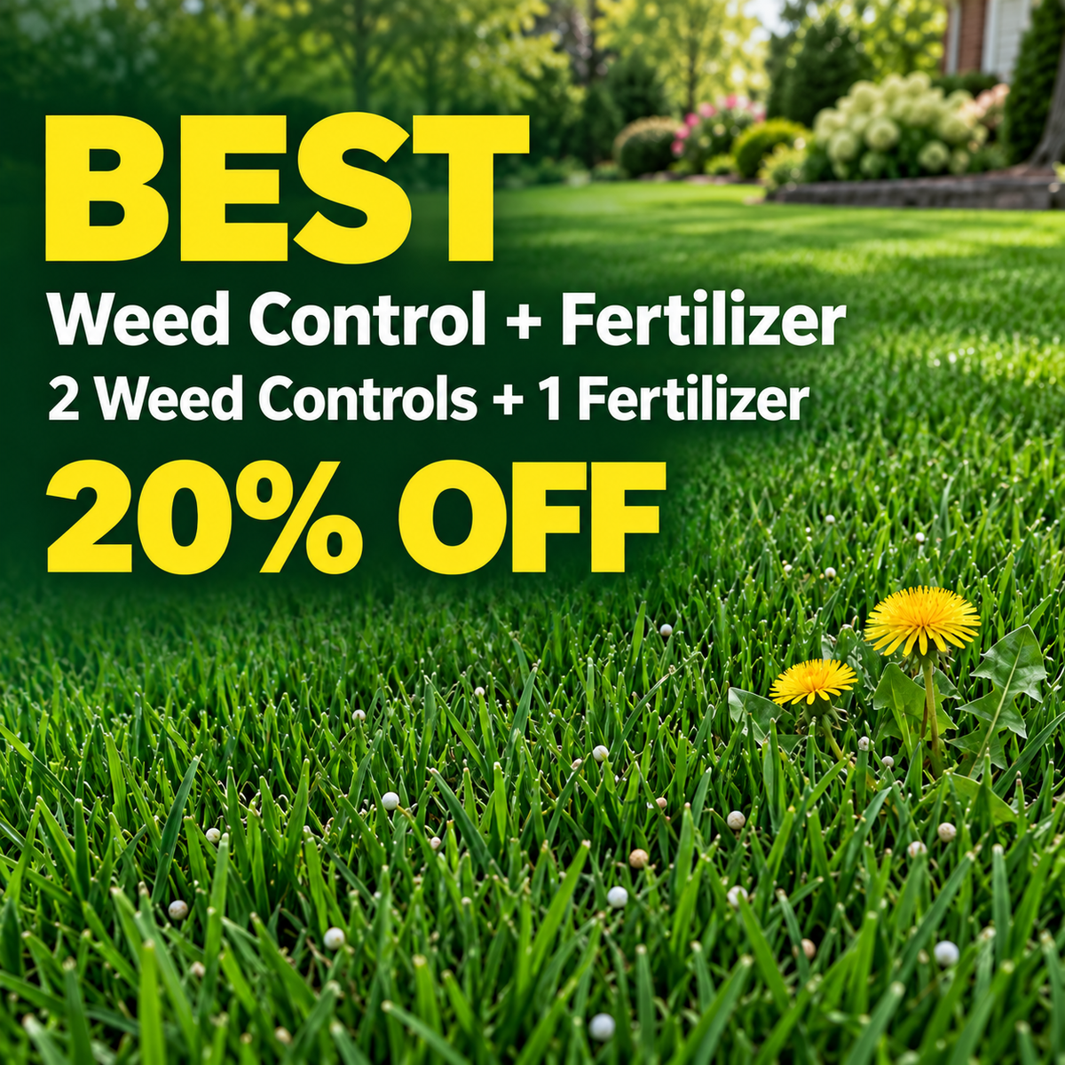 Yellow dandelions in a green lawn