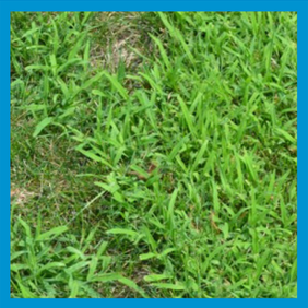 Crabgrass