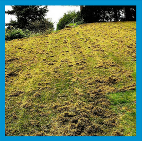 Animals Digging