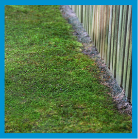 Moss