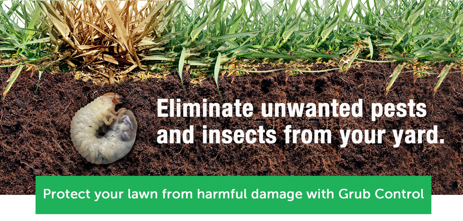 Summer And Fall Grub Control