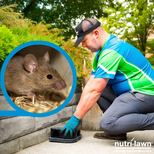 Rodent Control