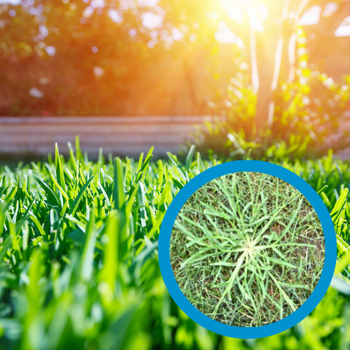 Aeration/Seed/Crabgrass Bundle