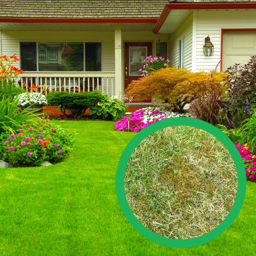 Moss Control