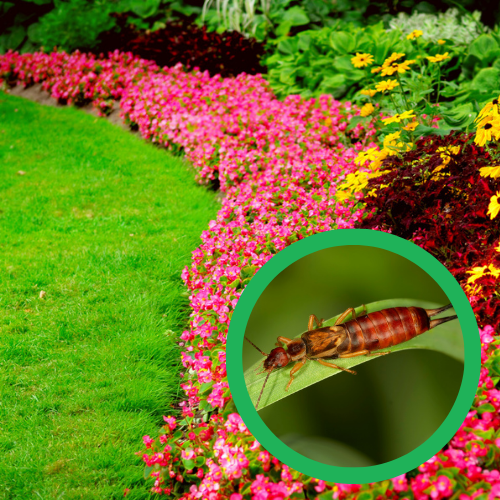 3-Visit Spider Control ($25 OFF!)
