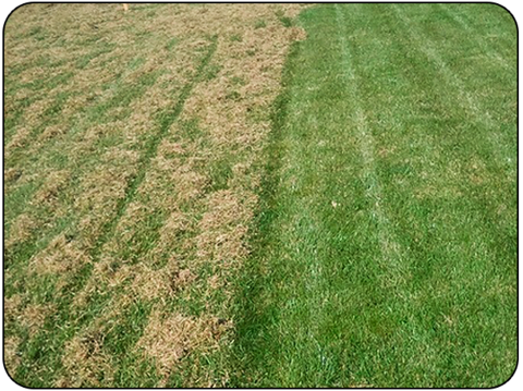 Power Raking