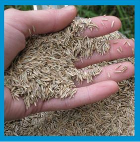 Fall Aeration & Overseeding